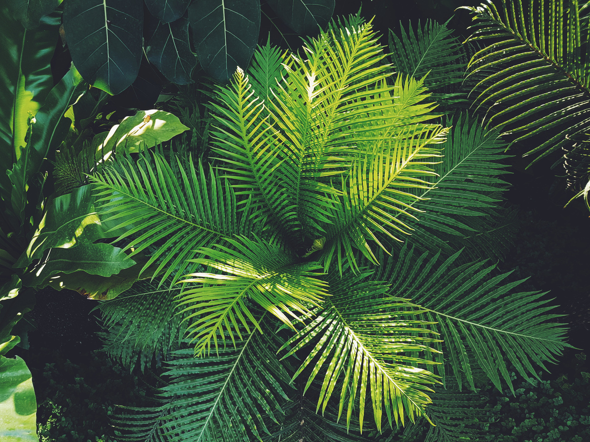 Photography of Plants